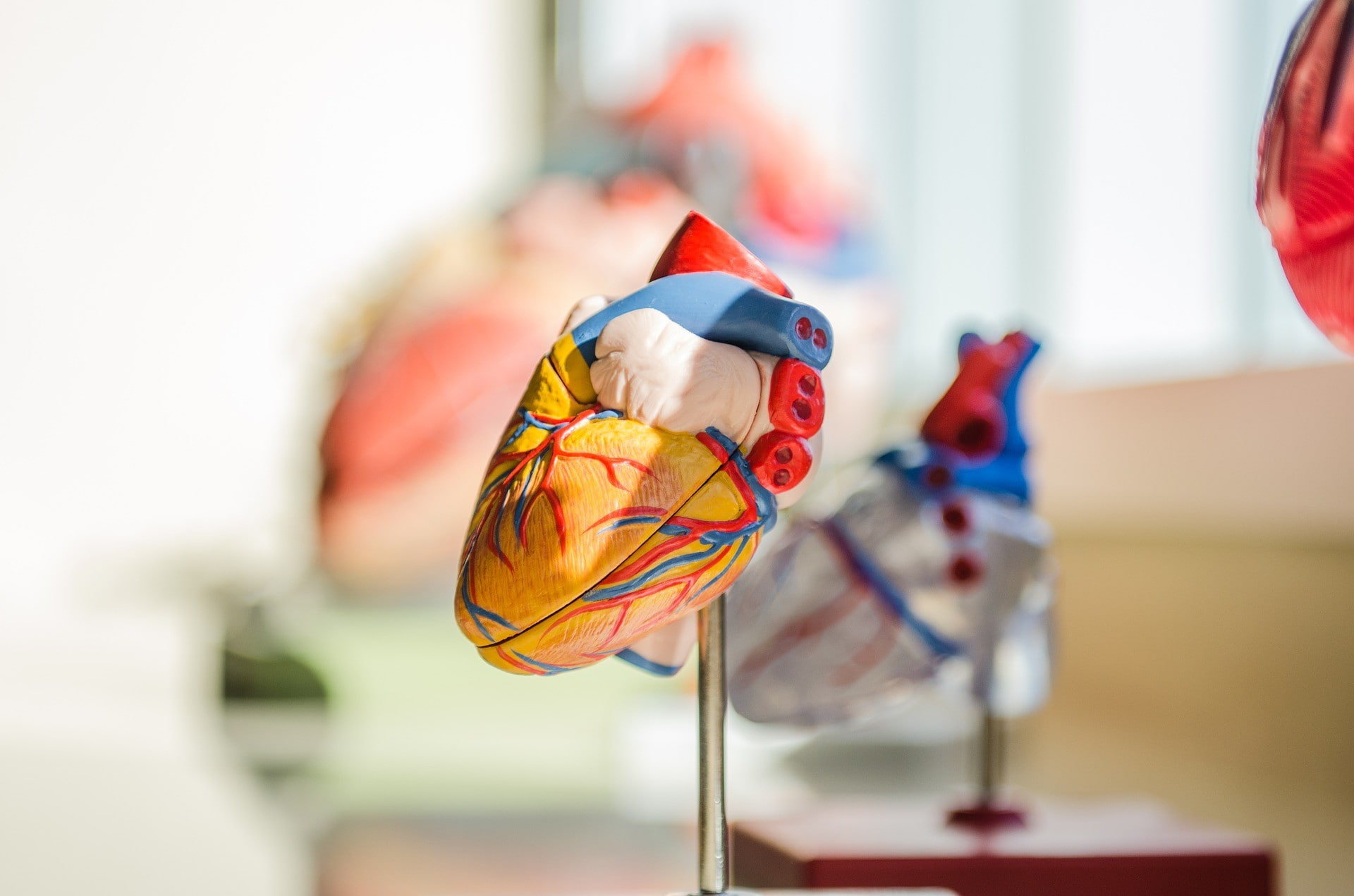 A model of a heart