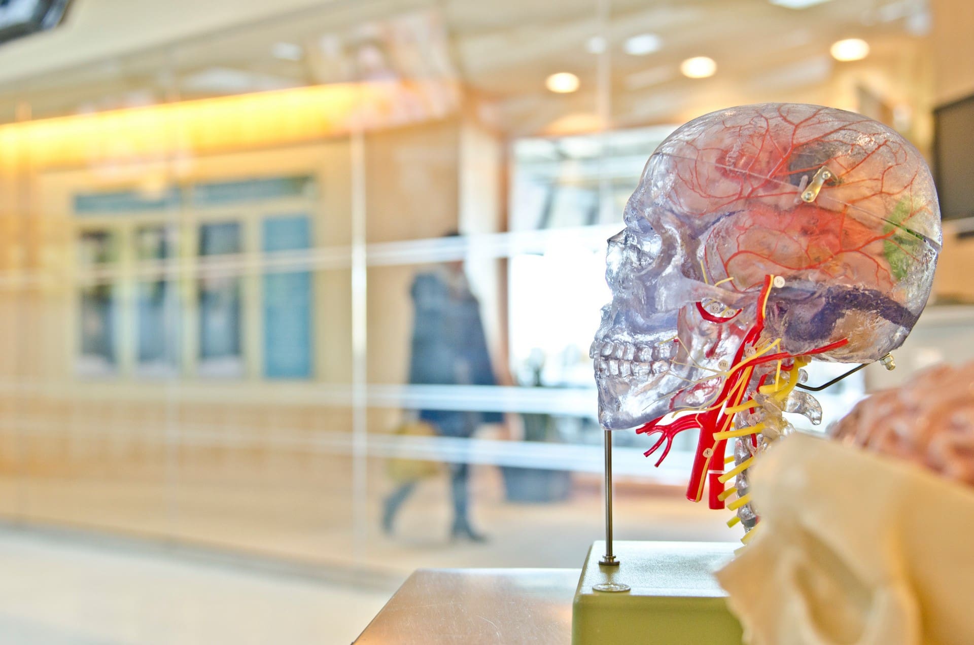 model of a transparent plastic head, showing a brain and blood vessels