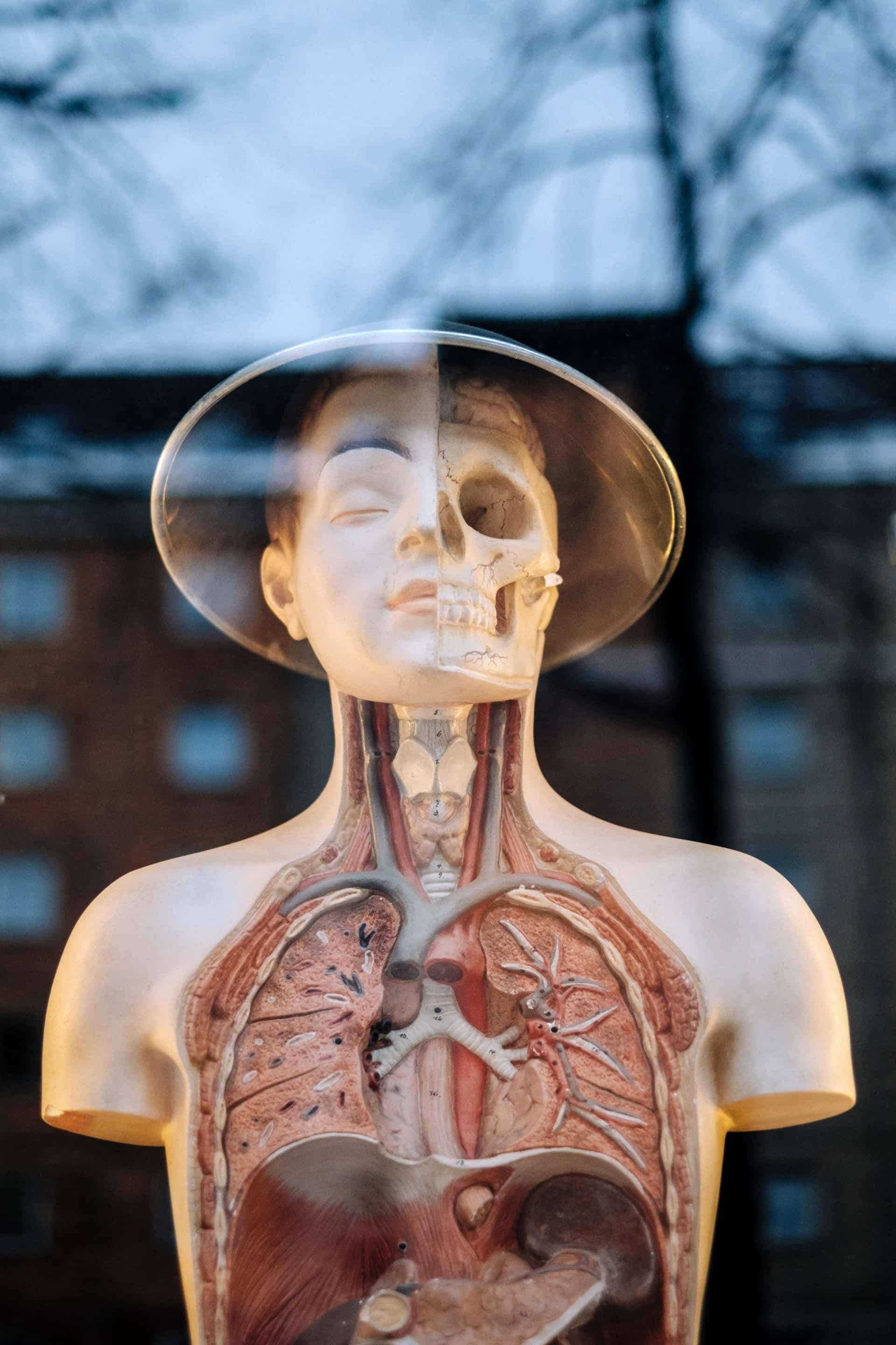 Model of the human body with organs