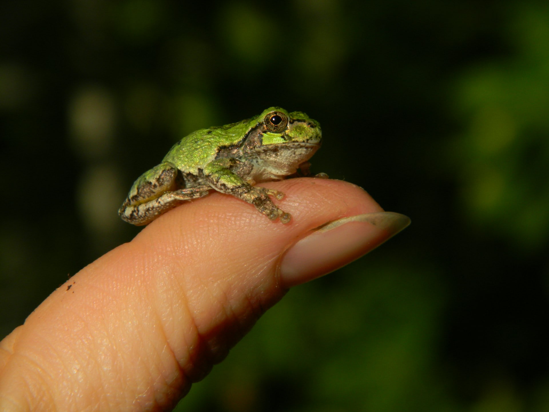 a small frog on top of a fingertip