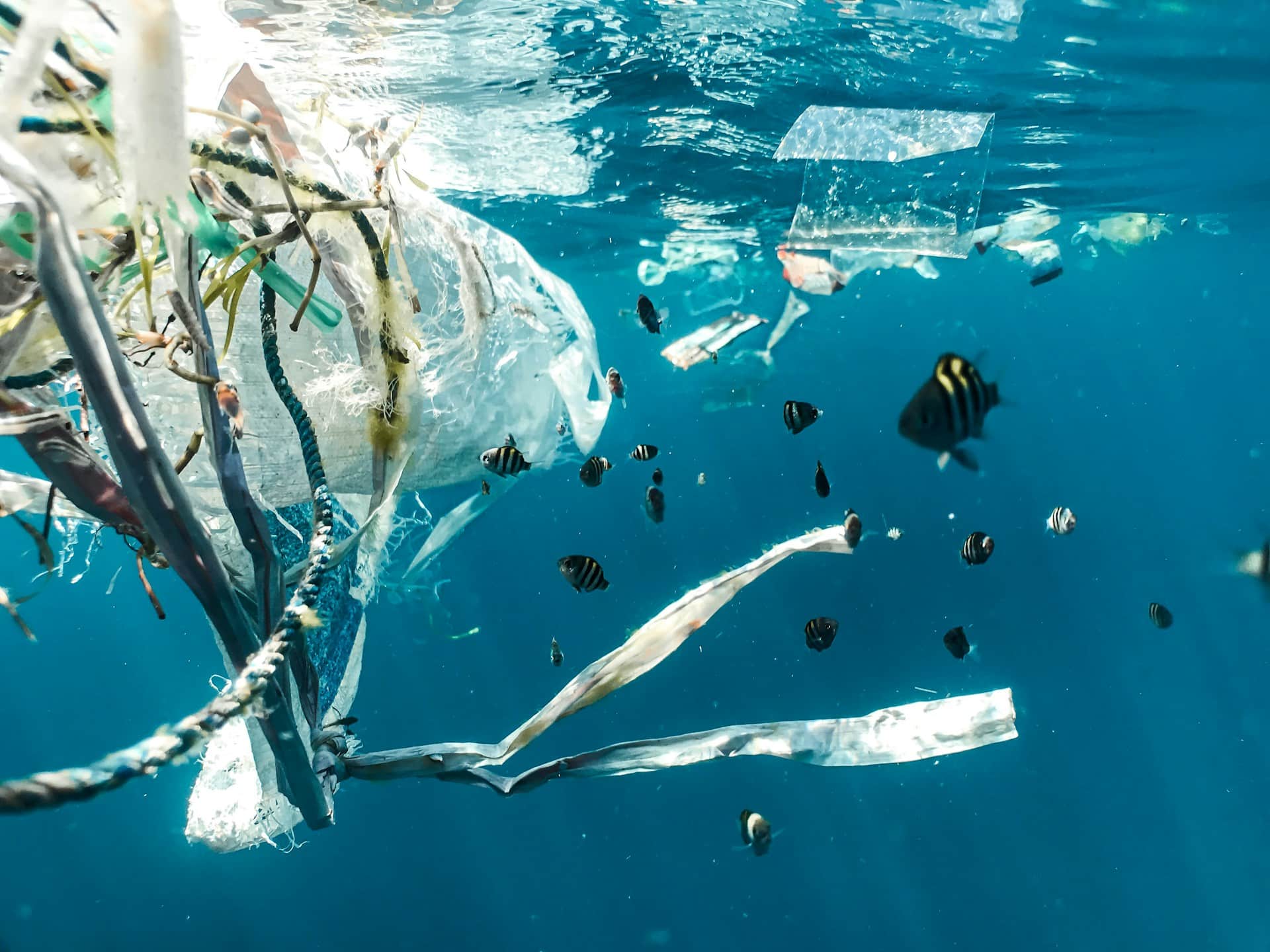 plastic in the ocean surrounding fish