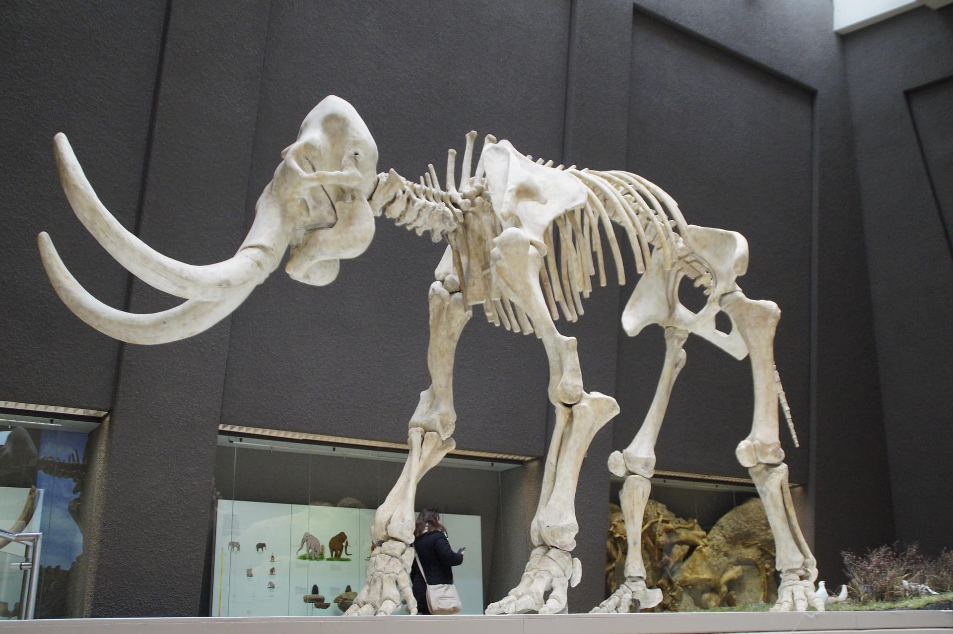 Skeleton of a mammoth in a museum.