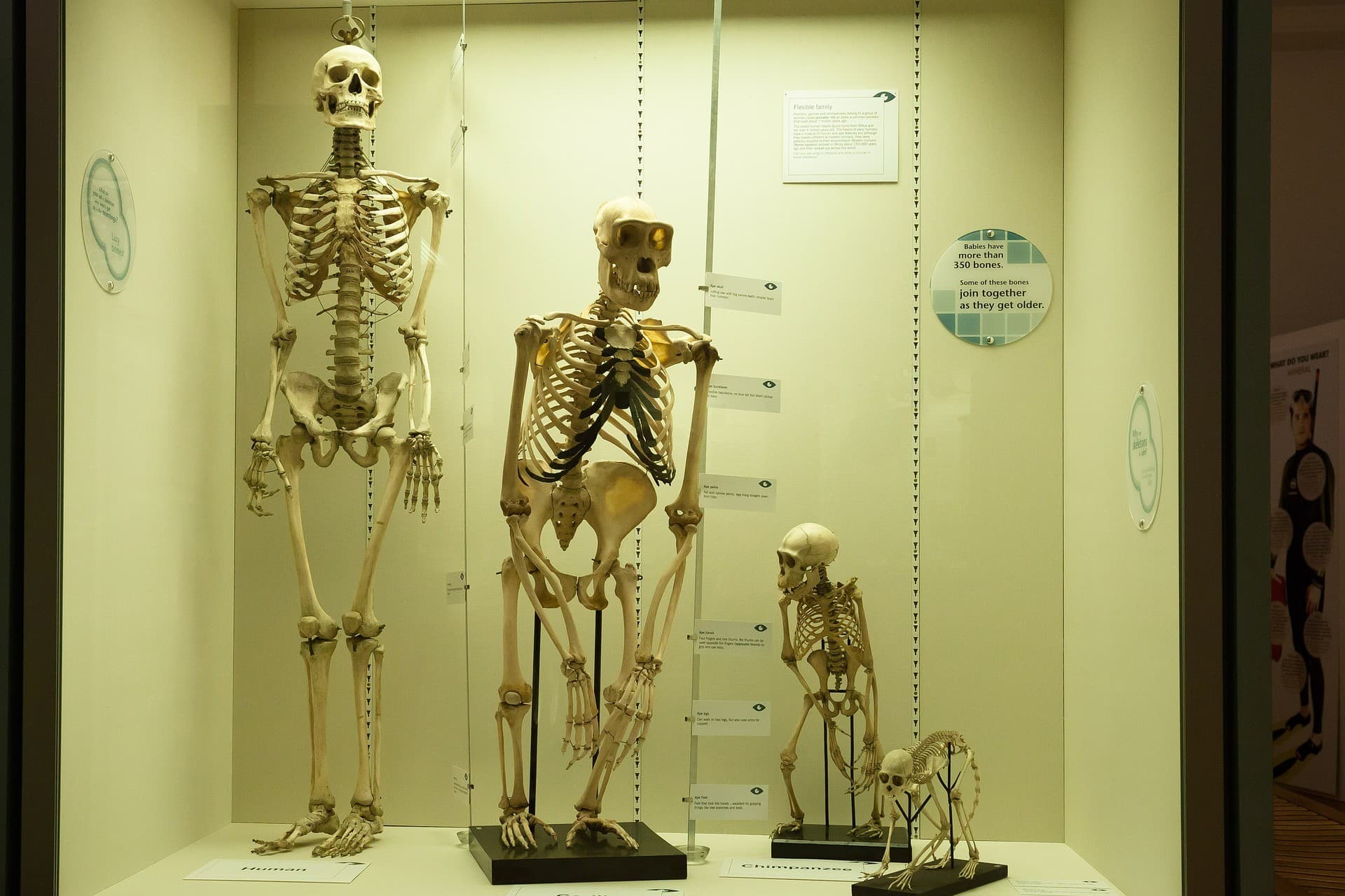 Skeleton evolving over time from monkey to human